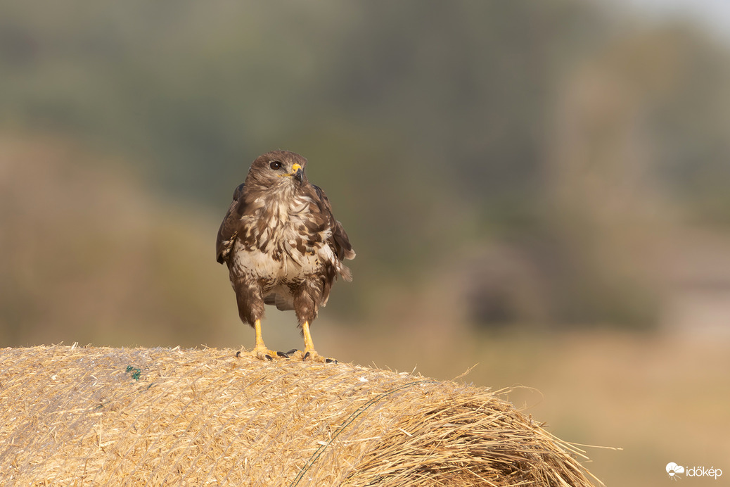 A megfigyelő